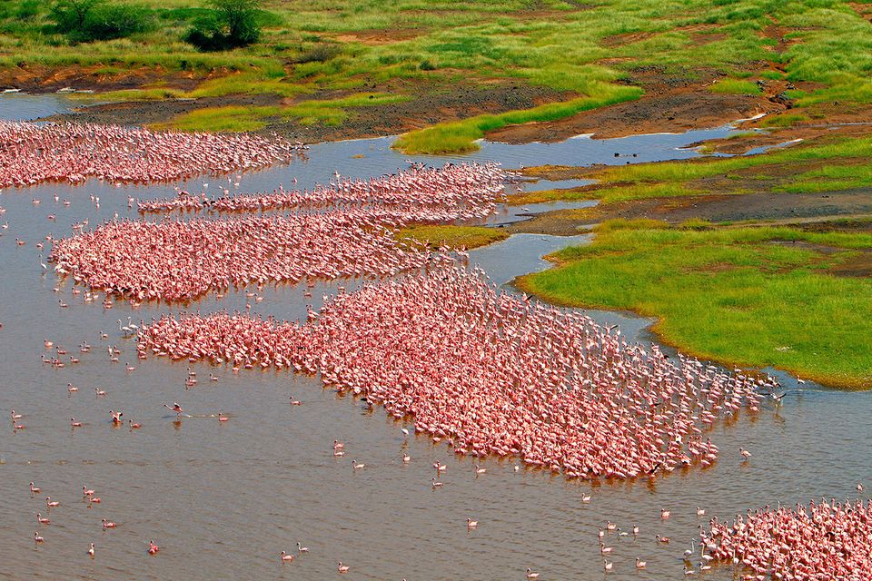 Flamingos Bogoria