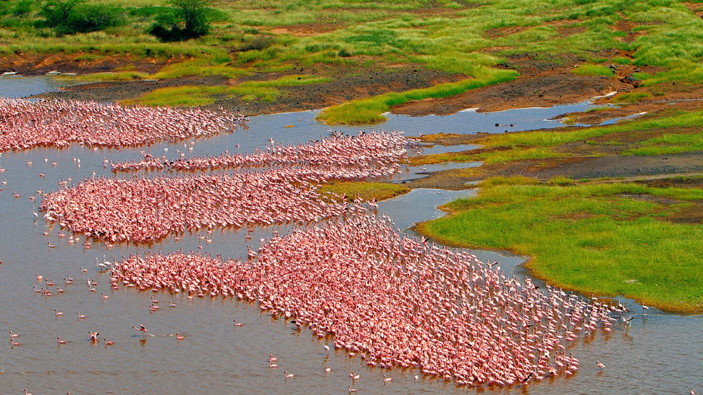 lake-bogoria-ein-paradies-f-r-flamingos-geo