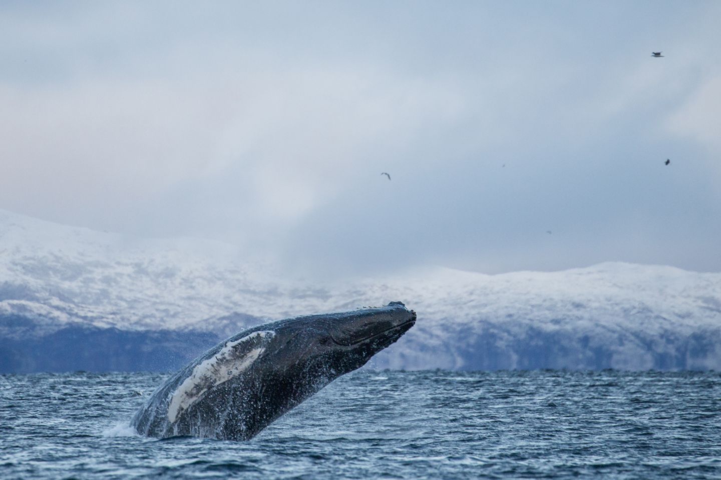 GEO Leserfoto: Die besten Leserfotos: August 2019 - Bild 2 Buckelwal