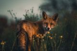 Fuchs