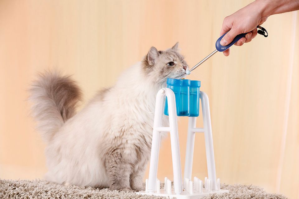 Clickertraining Wie man Katzen etwas beibringt [GEO]