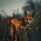 Fuchs