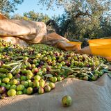 Olivenernte, Kroatien