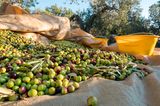 Olivenernte, Kroatien