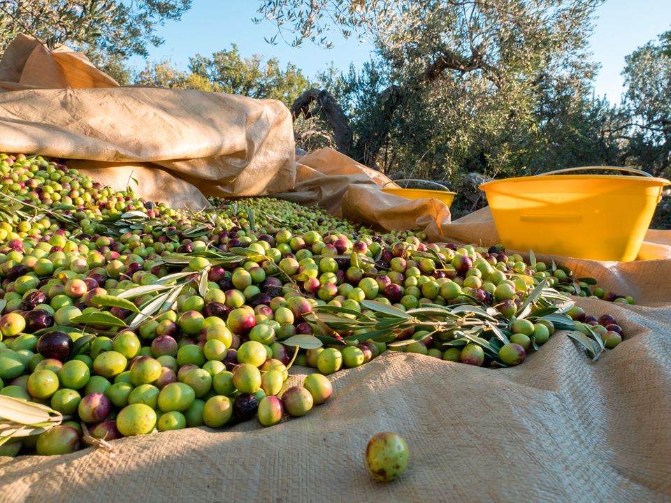Kroatien: Zu Gast in der weltbesten Olivenöl-Region - [GEO]