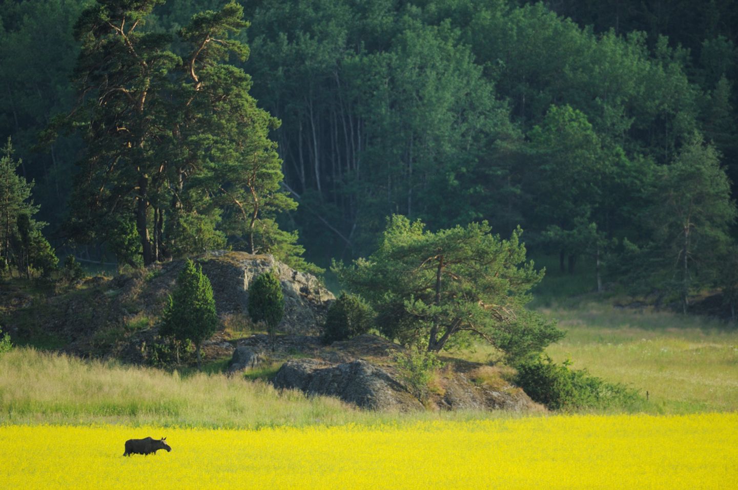 Schweden