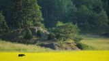 Schweden