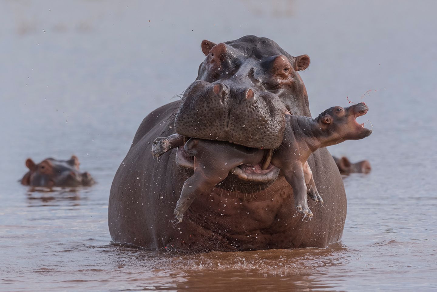 Fotopreis: Naturfotos für Nervenstarke: Drastische Bilder beim Wildlife