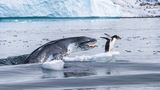 Jagd auf einen Pinguin