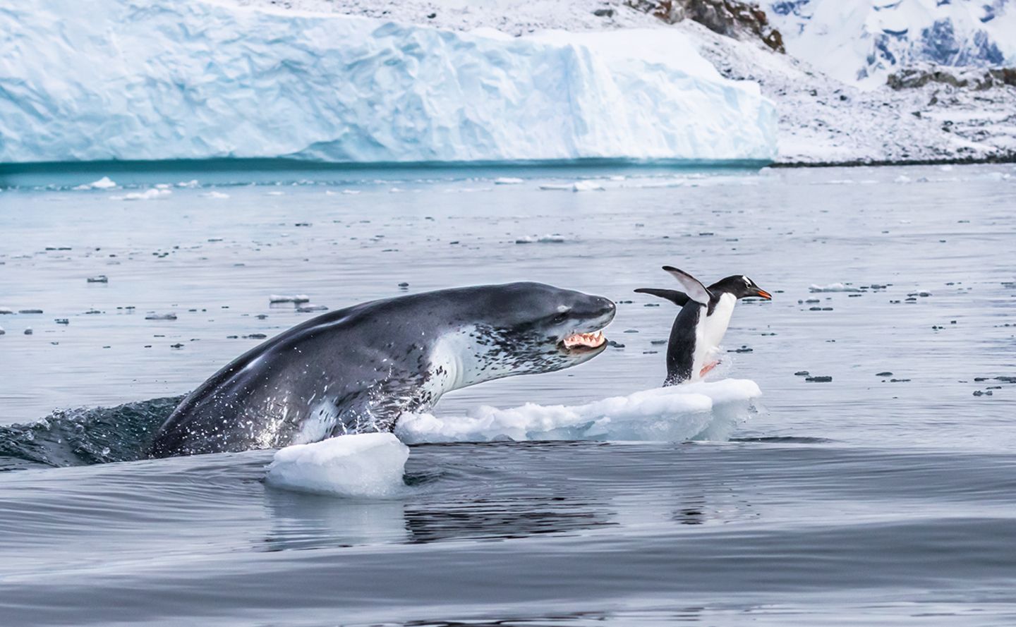 Jagd auf einen Pinguin