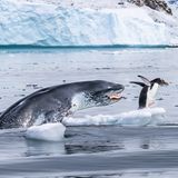 Jagd auf einen Pinguin