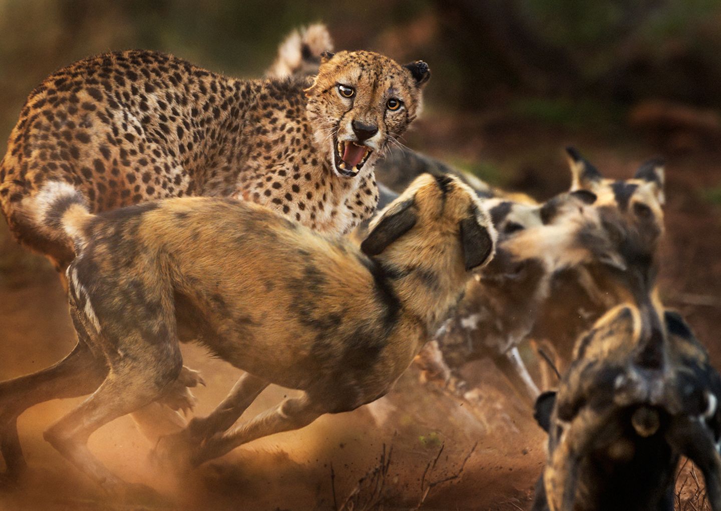 Ein Gepard wird von einem Rudel afrikanischer Wildhunde angegriffen