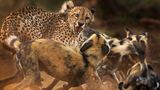 Ein Gepard wird von einem Rudel afrikanischer Wildhunde angegriffen