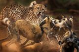 Ein Gepard wird von einem Rudel afrikanischer Wildhunde angegriffen