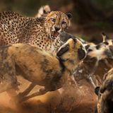 Ein Gepard wird von einem Rudel afrikanischer Wildhunde angegriffen