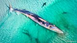 Finnwal, Balaenoptera physalus