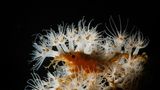 Achaeus spinosus