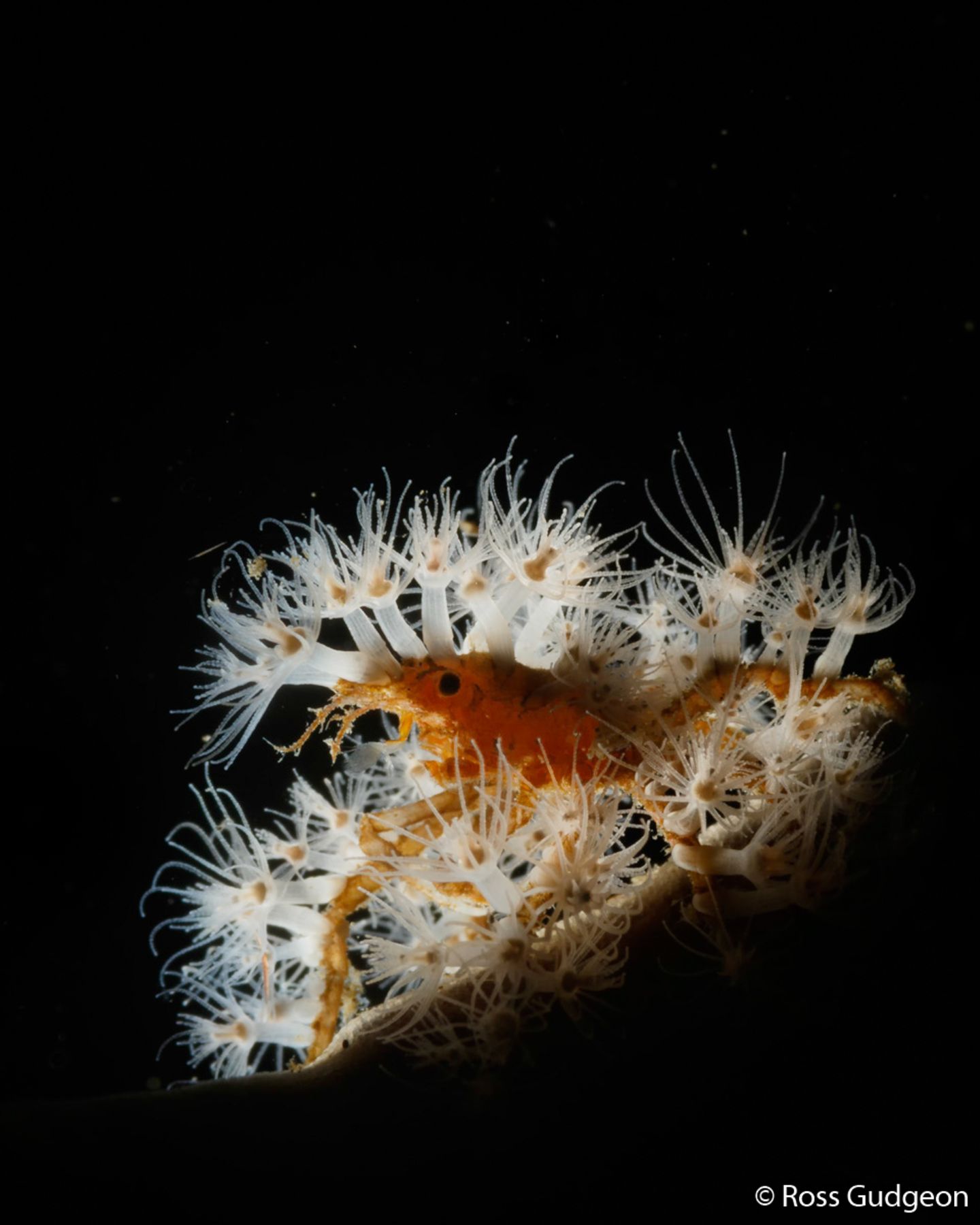 Achaeus spinosus
