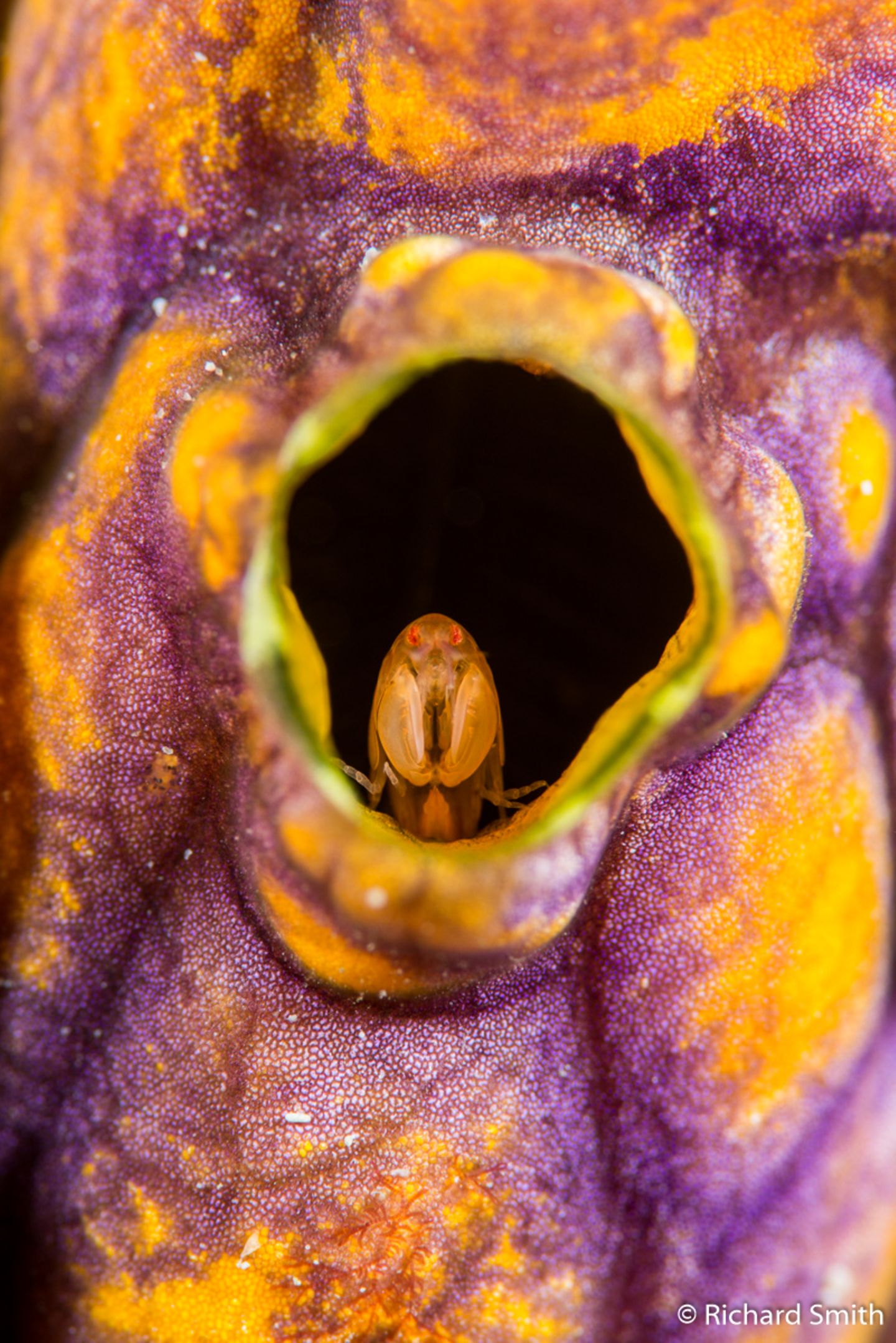 Commensal amphipod