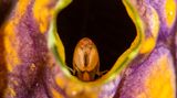 Commensal amphipod