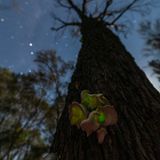 Australischer Geisterpilz