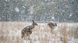 Kängurus im Schnee