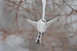 Diana Rebman / Wildlife Photographer of the Year