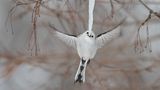 Diana Rebman / Wildlife Photographer of the Year