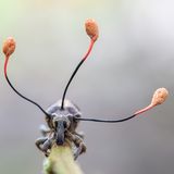 Frank Deschandol / Wildlife Photographer of the Year