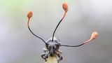 Frank Deschandol / Wildlife Photographer of the Year