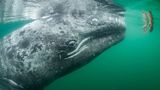Thomas P Peschak / Wildlife Photographer of the Year