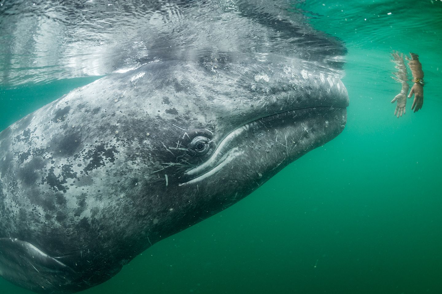 Thomas P Peschak / Wildlife Photographer of the Year