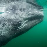 Thomas P Peschak / Wildlife Photographer of the Year