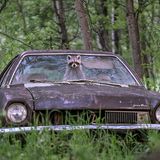 Jason Bantle / Wildlife Photographer of the Year