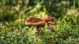 Pilze im schönen Morgenlicht