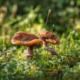 Pilze im schönen Morgenlicht