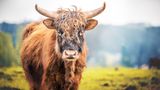 Highlandrind