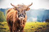 Highlandrind
