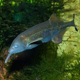 Elefantenrüsselfisch