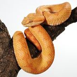 Greifschwanz-Lanzenotter (Grubenotter)