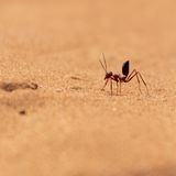 Cataglyphis Wüstenameise