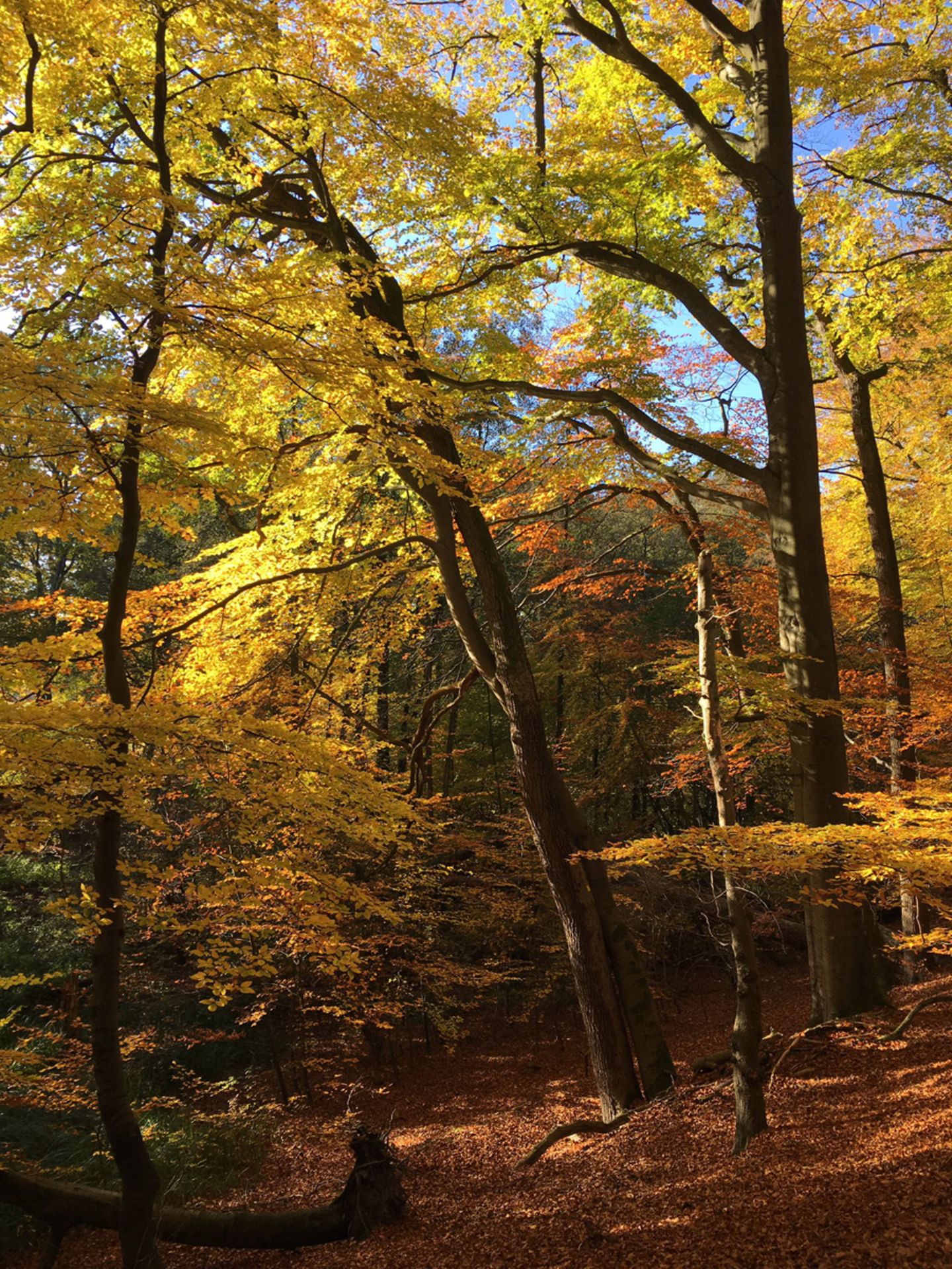 Sachsenwald