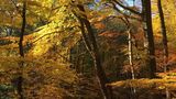 Sachsenwald