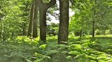 Forstenrieder Park (Bayern)