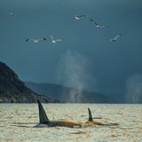 Nahe Tromsoe, Norwegen