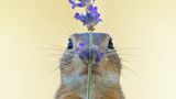 Ziesel