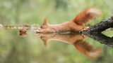 Eichhörnchen