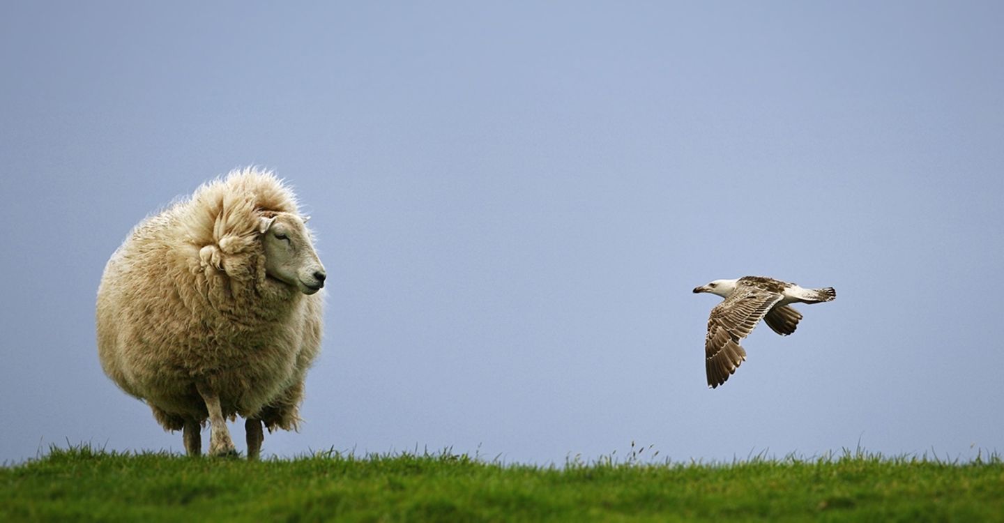 Schaf und Möwe