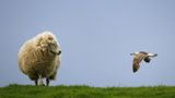 Schaf und Möwe