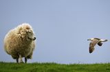 Schaf und Möwe